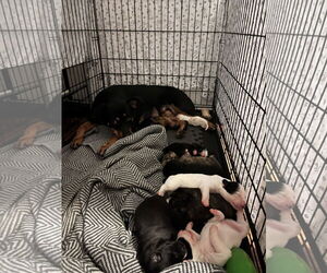 Rottweiler-Unknown Mix Dogs for adoption in New Orleans, LA, USA