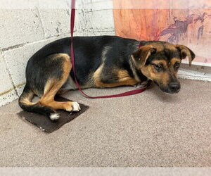 German Shepherd Dog-Unknown Mix Dogs for adoption in San Bernardino, CA, USA