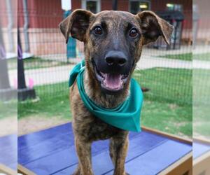 Black Mouth Cur-Unknown Mix Dogs for adoption in San Antonio, TX, USA