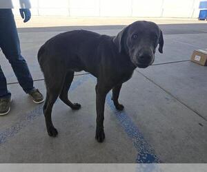 Labmaraner Dogs for adoption in Bakersfield, CA, USA