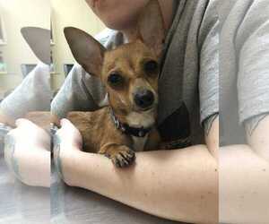Medium Photo #1 Chihuahua Puppy For Sale in Durham, NC, USA