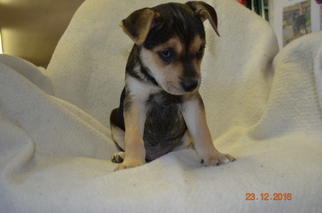 Bogle Dogs for adoption in Yreka, CA, USA