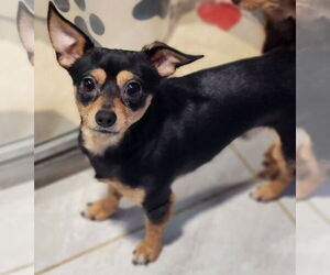 Chihuahua Dogs for adoption in Walnutport, PA, USA