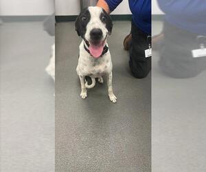 Labrador Retriever-Unknown Mix Dogs for adoption in Corpus Christi, TX, USA