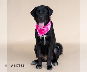Labrador Retriever Dogs for adoption in Conroe, TX, USA