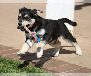 German Shepherd Dog-Unknown Mix Dogs for adoption in San Diego, CA, USA
