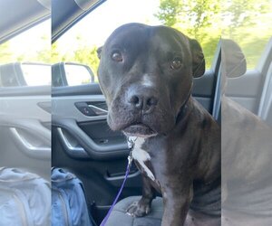 Staffordshire Bull Terrier-Unknown Mix Dogs for adoption in Lockport, NY, USA