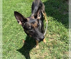 German Shepherd Dog Dogs for adoption in Tulsa, OK, USA