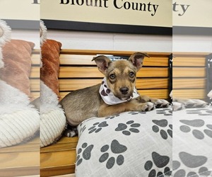 German Shepherd Dog-Unknown Mix Dogs for adoption in SHERBURNE, NY, USA