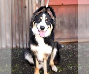 Australian Mountain Dog Dogs for adoption in Palo Alto, CA, USA