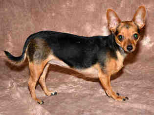 Chiweenie Dogs for adoption in West Valley, UT, USA