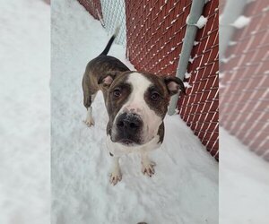 American Staffordshire Terrier Dogs for adoption in Fairbanks, AK, USA