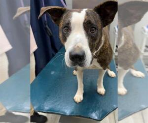 Bulldog-Unknown Mix Dogs for adoption in Mobile, AL, USA