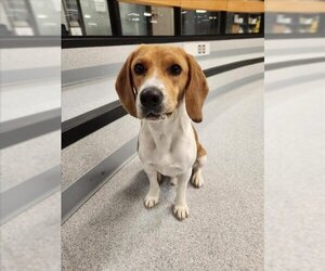Beagle Dogs for adoption in Toronto, Ontario, Canada