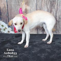 Medium Photo #1 Labrador Retriever-Unknown Mix Puppy For Sale in Conroe, TX, USA