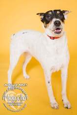 Rat Terrier Dogs for adoption in Newport, KY, USA