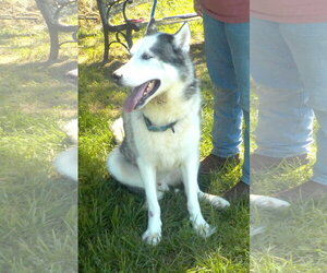 Siberian Husky-Unknown Mix Dogs for adoption in Wetumpka, AL, USA
