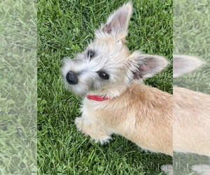 Mutt Dogs for adoption in Omaha, NE, USA