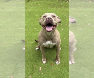 Staffordshire Bull Terrier Dogs for adoption in Sugar Land, TX, USA
