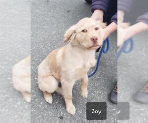 Golden Retriever Dogs for adoption in Anchorage, AK, USA