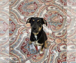 Mutt Dogs for adoption in Elmsford, NY, USA