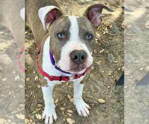 American Pit Bull Terrier-Unknown Mix Dogs for adoption in Petaluma, CA, USA
