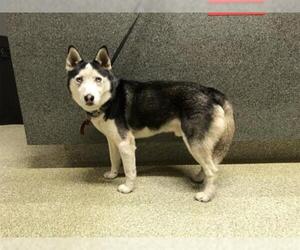 Alaskan Husky Dogs for adoption in pomona, CA, USA