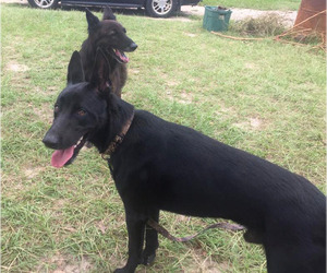 German Shepherd Dog Dogs for adoption in Dunnellon, FL, USA