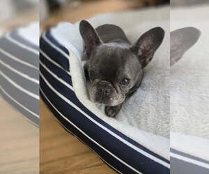French Bulldog Dogs for adoption in Miami, FL, USA