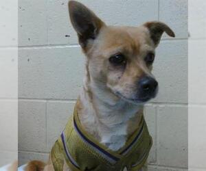 Mutt Dogs for adoption in Downey, CA, USA