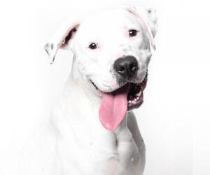 Bullboxer Pit Dogs for adoption in West Hollywood, CA, USA