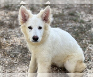 - Mix Dogs for adoption in Phoenix, AZ, USA