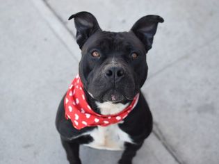 American Staffordshire Terrier-Unknown Mix Dogs for adoption in New York, NY, USA