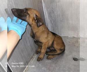 Mutt Dogs for adoption in San Antonio, TX, USA