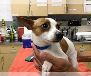 Chihuahua-Unknown Mix Dogs for adoption in Riverside, CA, USA