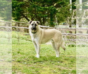 Anatolian Shepherd-Unknown Mix Dogs for adoption in Greenbelt, MD, USA