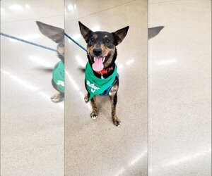 Mutt Dogs for adoption in Bardstown, KY, USA