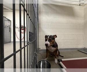 Mutt Dogs for adoption in West Valley, UT, USA