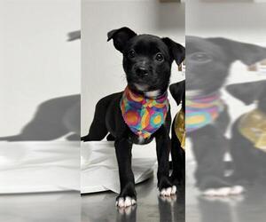 American Pit Bull Terrier Dogs for adoption in Bakersfield, CA, USA