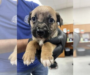 Cairn Terrier-Unknown Mix Dogs for adoption in Pasadena, TX, USA