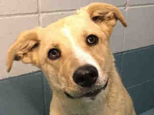 Sheprador Dogs for adoption in Missoula, MT, USA