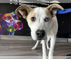 Pointer-Unknown Mix Dogs for adoption in Grand Prairie, TX, USA
