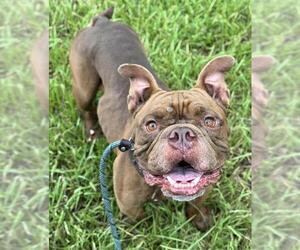Bulldog Dogs for adoption in Fort Lauderdale, FL, USA