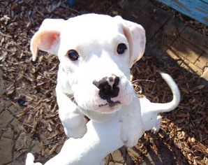 Medium Photo #1 Boxer-Unknown Mix Puppy For Sale in Brownsboro, AL, USA