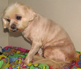 Medium Photo #1 Shih Apso Puppy For Sale in Conroe, TX, USA