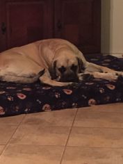 Mastiff-Unknown Mix Dogs for adoption in Midland, TX, USA