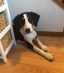 Medium Photo #1 Mutt Puppy For Sale in Aurora, CO, USA