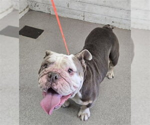 Bulldog Dogs for adoption in San Bernardino, CA, USA