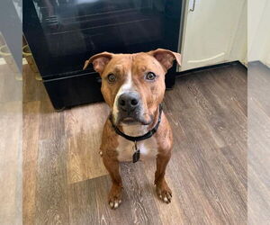 American Pit Bull Terrier-Unknown Mix Dogs for adoption in Crete, IL, USA