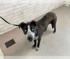 Border Collie-Unknown Mix Dogs for adoption in San Bernardino, CA, USA